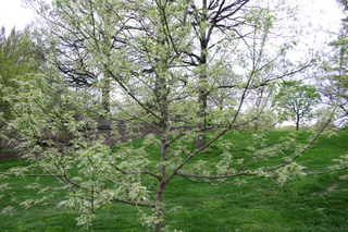 Acer negundo 'Flamingo'