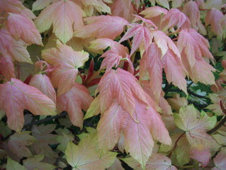 Acer pseudoplatanus 'Brilliantissimum'