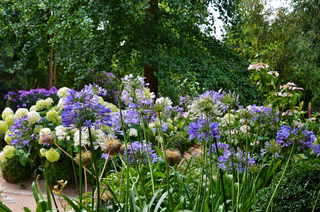 Bordure d'agapanthes et hydrangéas