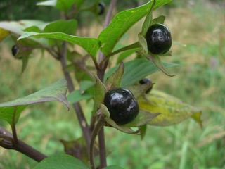 Atropa belladonna (Belladone) - Fruit toxique