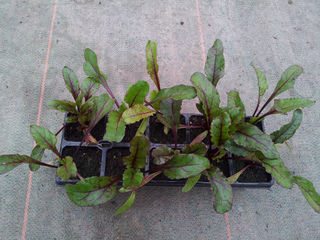 Plants de betterave rouge