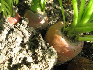 Carottes au potager