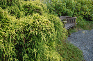 Chamaecyparis pisifera 'Filifera aurea'