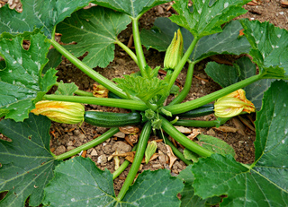Plant de courgette