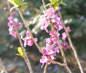 Daphne mezereum (Bois gentil)
