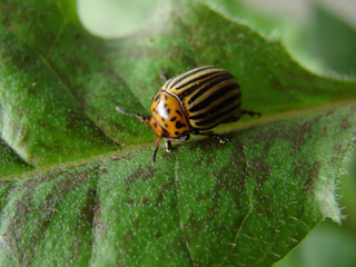 Doryphore (adulte)