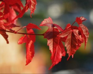Feuilles d'érable (Acer ginnala)