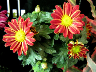Gerbera hybride, en pot, culture en intérieur