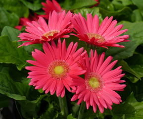 Gerbera jamesonii