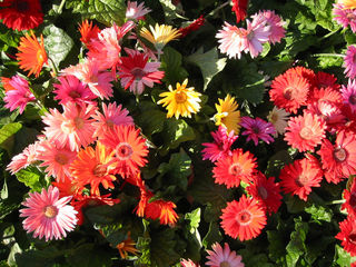 Gerberas dans un massif