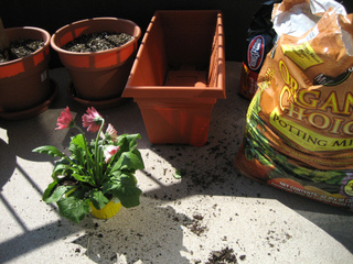 Plantation de gerbera en jardinière