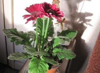 Gerbera en pot, à l'intérieur