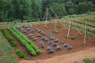 Grand potager