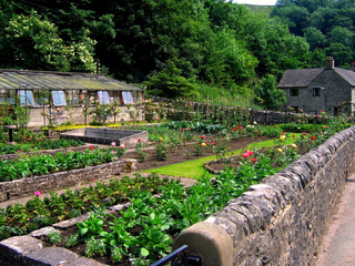 Potager : grande surface