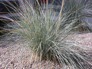 Helictotrichon sempervirens - Avoine bleue