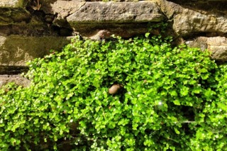 Helxine poussant dans un mur