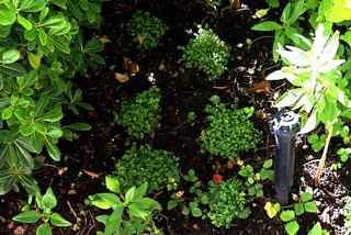 Helxines nouvellement plantées