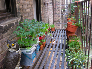 Légumes en pots - Jardin suspendu