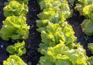 Laitues au potager