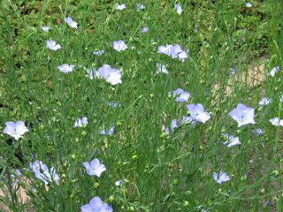 Lin - Linum usitatissimum