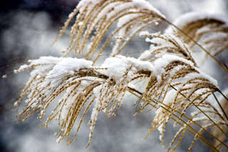 Miscanthus l'hiver