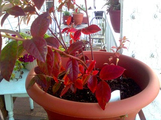Myrtillier en pot, en automne