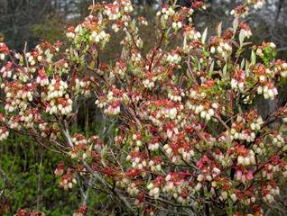 Myrtillier en fleurs - Vaccinium corymbosum