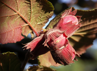 Fruits de noisetier pourpre