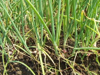 Oignons (Allium cepa var. aggregatum)