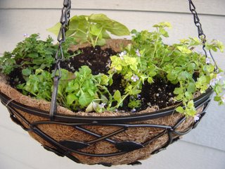 Panier fleuri à l'installation des jeunes plants