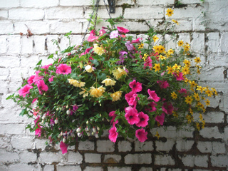 Panier fleuri avec surfinias et bidens