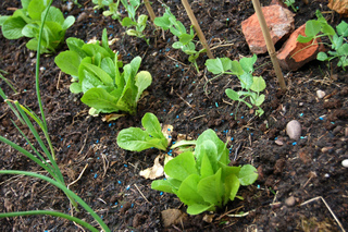 Potager - Jeunes plants (oignon, laitue, pois)