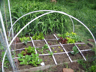 Potager - Jeunes plants - Arceaux pour forçage