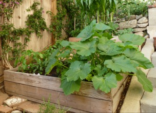 Potager en carré en ville