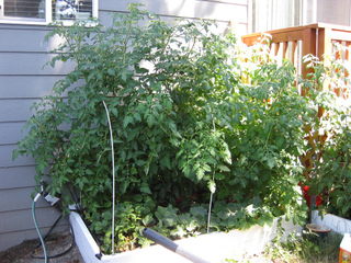 Potager de ville : occuper tout l'espace