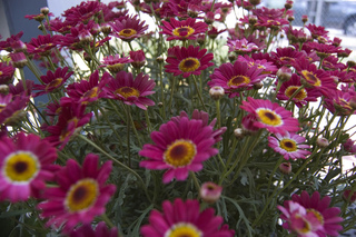 Grosse potée de gerbera