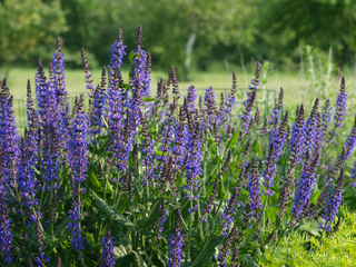 Salvia nemerosa