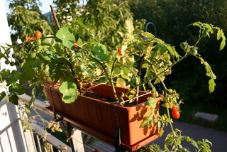 Tomates et capucines - Jardinière de balcon