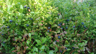Vaccinium myrtillus - Myrtillier sauvage