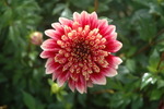 Dahlia alvéolé 'Bay Watch'