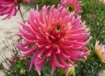 Dahlia cactus incurvé 'Chunhong'