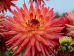 Dahlia cactus rayonnant 'Java'