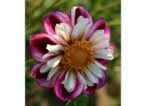 Dahlia collerette 'Bumble Rumble'