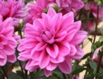 Dahlia à fleur de camélia 'Marée Bleue'