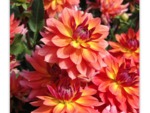 Dahlia décoratif nain 'Tricolor'