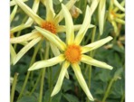 Dahlia étoilé 'Honka'