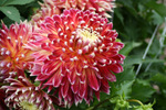 Dahlia à fleur de chrysanthème 'Akita'