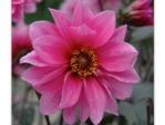 Dahlia à fleur de pivoine 'Fascination'