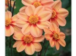 Dahlia à fleurs simples 'Lisa Marie'