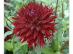 Dahlia lacinié 'Kenora Makob P'